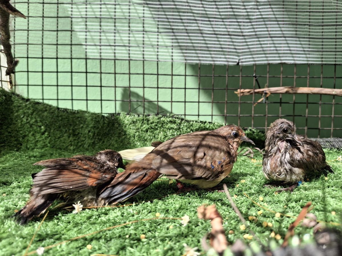 The blue-eyed ground dove chicks. Photo courtesy of SAVE Brasil 
